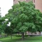 Norway Maple Acer Platanoides 10 Seeds Fresh
