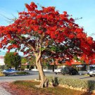 Royal Poinciana Delonix Regia 15 Seeds Fresh