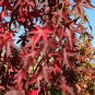 Styaciflua Liquidamber 20 AU Seeds