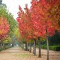Styaciflua Liquidamber 20 AU Seeds