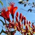 Erythrina vespertilio Bats Wing Coral Tree 10 AU Seeds