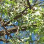 Erythrina vespertilio Bats Wing Coral Tree 10 AU Seeds