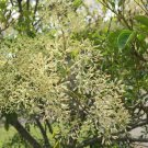 Himalayan Ash Fraxinus Griffithii 100 Seeds Fresh