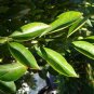 Himalayan Ash Fraxinus Griffithii 100 Seeds Fresh