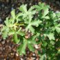 Field Maple Bonsai Acer Campestre 30 AU Seeds Fresh