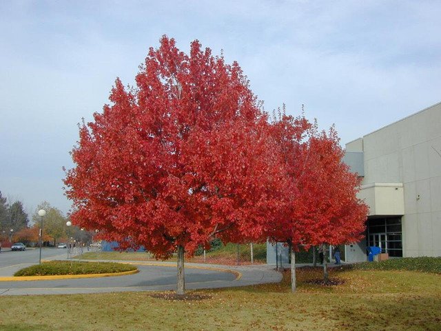 Red Maple Acer rubrum 10 AU Seeds Fresh