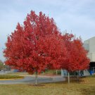 Red Maple Acer rubrum 10 AU Seeds Fresh