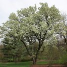 Ornamental Pear Pyrus Calleryana 20 AU Seeds Fresh
