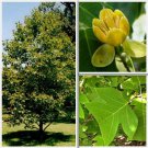Liriodendron chinensis Chinese Tulip Tree 25 AU Seeds