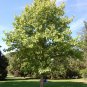 Liriodendron chinensis Chinese Tulip Tree 25 AU Seeds