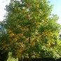 Liriodendron chinensis Chinese Tulip Tree 25 AU Seeds