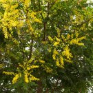 25 AU Seeds Golden Rain Tree Koelreuteria paniculata