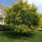 25 AU Seeds Golden Rain Tree Koelreuteria paniculata