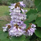 Princess Tree Paulownia fortunei 100 AU Seeds Fresh