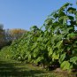 Princess Tree Paulownia fortunei 100 AU Seeds Fresh