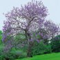 Princess Tree Paulownia fortunei 100 AU Seeds Fresh