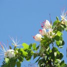 White Flower Bauhinia Bauhinia hookeri 10 AU Seeds Fresh