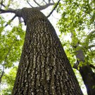 White Ash Fraxinus americana 25 AU Seeds Fresh