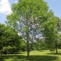White Ash Fraxinus americana 25 AU Seeds Fresh