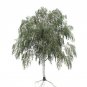 Betula Papyrifera Paper Birch 50 AU Seeds