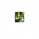 Hovenia Dulcis Japanese Raisin Tree 10 AU Seeds