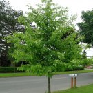 Nyssa sylvatica Sour Gum Tupelo 10 AU Seeds