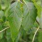 Nyssa sylvatica Sour Gum Tupelo 10 AU Seeds