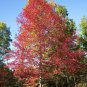 Nyssa sylvatica Sour Gum Tupelo 10 AU Seeds