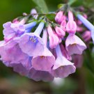 Northern Bluebell or Camel Bush Trichodesma zeylanicum 10 Seeds Fresh