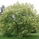 Flowering Ash Fraxinus ornus 25 AU Seeds Fresh