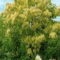 Flowering Ash Fraxinus ornus 25 AU Seeds Fresh