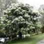 Flowering Ash Fraxinus ornus 25 AU Seeds Fresh