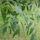 Common Ash Fraxinus Excelsior 25 AU Seeds Fresh