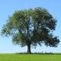 Common Ash Fraxinus Excelsior 25 AU Seeds Fresh