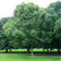 Common Ash Fraxinus Excelsior 25 AU Seeds Fresh