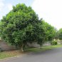 Australian Tulipwood Harpullia pendula fresh 5 AU Seeds