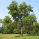 Green Ash Fraxinus pennsylvanica 10 AU Seeds Fresh