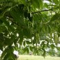 Green Ash Fraxinus pennsylvanica 10 AU Seeds Fresh