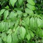Green Ash Fraxinus pennsylvanica 10 AU Seeds Fresh