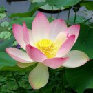 Nelumbo nucifera Sacred Lotus Lily Pink 5 AU Seeds