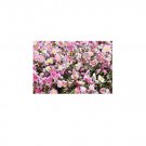 Rhodanthe manglesii Pink Sunray Everlasting Daisy 30 AU Seeds
