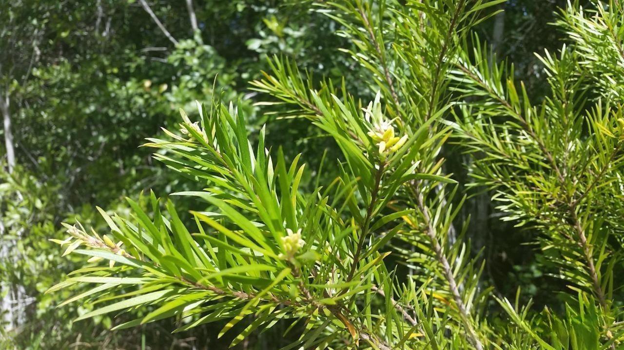 persoonia linearis Narrow Leaved Geebung 5 AU seeds