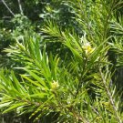 persoonia linearis Narrow Leaved Geebung 5 AU seeds