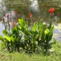 Canna Indica Red Yellow 10 AU Seeds Fresh