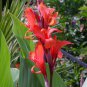Canna Indica Red Yellow 10 AU Seeds Fresh