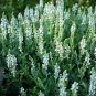 Salvia Farinacea Victoria White 50 AU seeds
