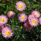 Pink White Rhodanthe chlorocephala Everlasting Daisy 50 AU Seeds