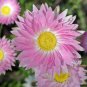 Pink White Rhodanthe chlorocephala Everlasting Daisy 50 AU Seeds