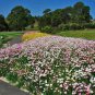Pink White Rhodanthe chlorocephala Everlasting Daisy 50 AU Seeds