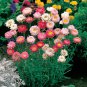 Rich Everlasting Magenta Daisy Xerochrysum Bracteatum 60 AU Seeds